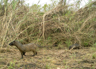 Illustration for article titled The Very Best Camera Trap Photography